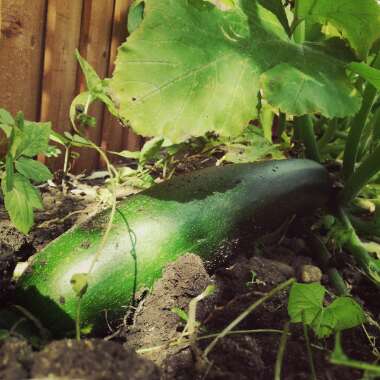 Courgette