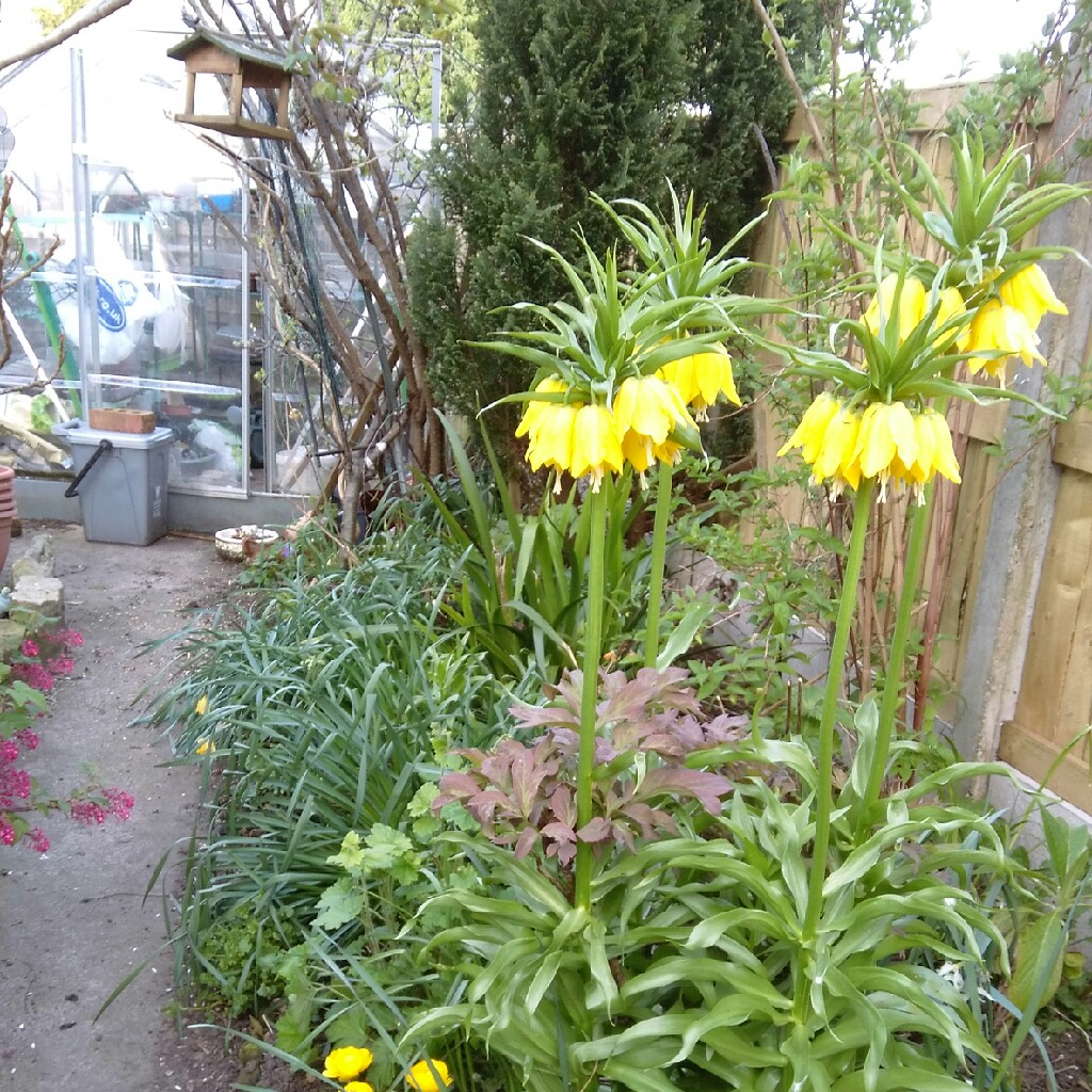 Crown Imperial