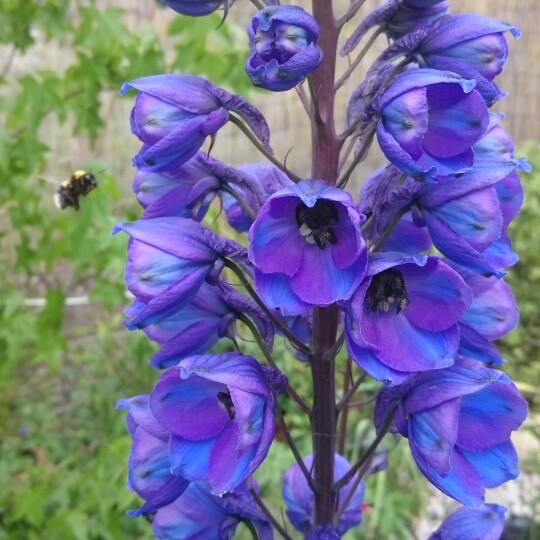 Delphinium 'Faust'