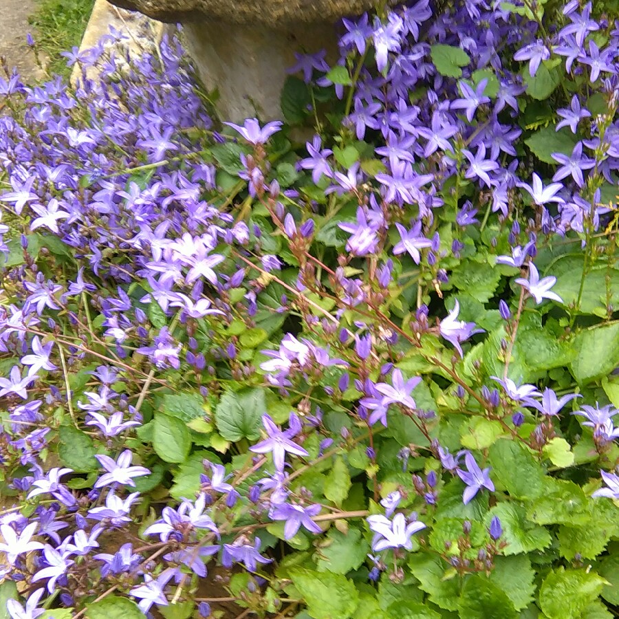 Plant image Campanula poscharskyana 'Blue Bell'