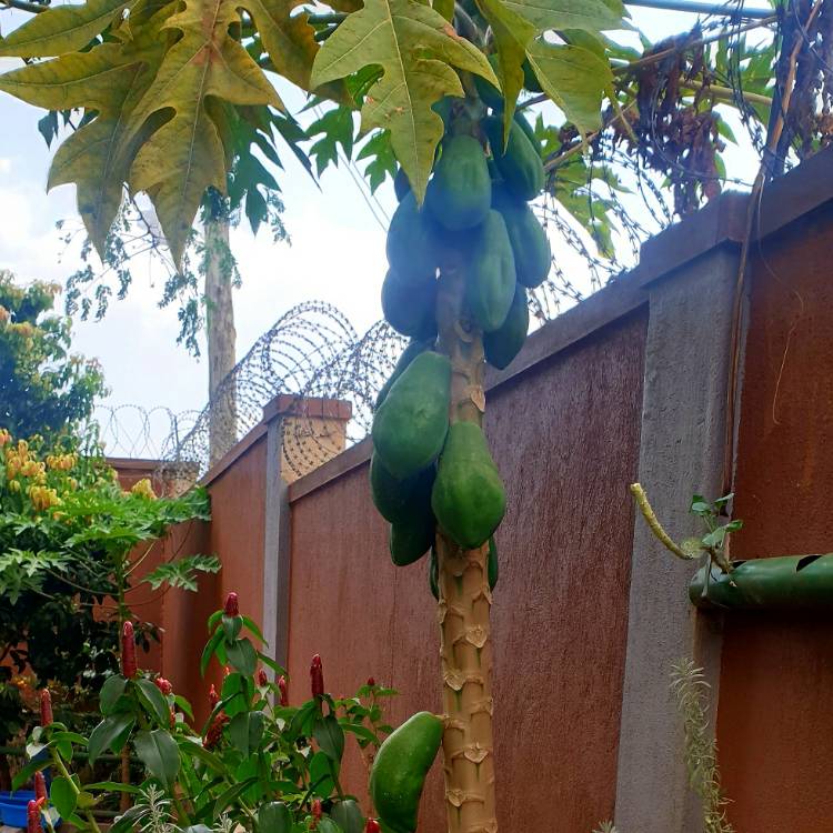 Plant image Carica papaya 'Red Lady'