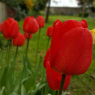 Tulipa 'Esperanto'