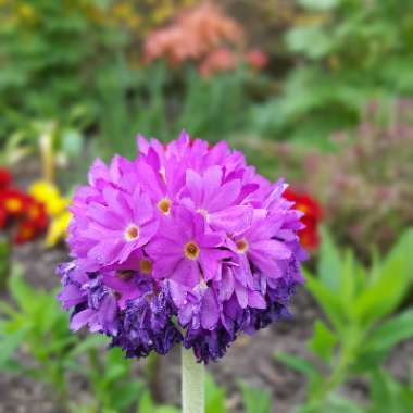 Primula Denticulata 'Rubin'