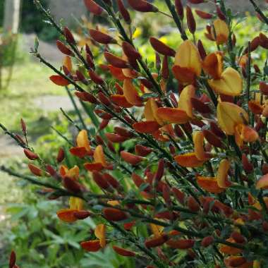 Cytisus x boskoopii 'Apricot Gem' syn. Cytisus 'Apricot Gem'