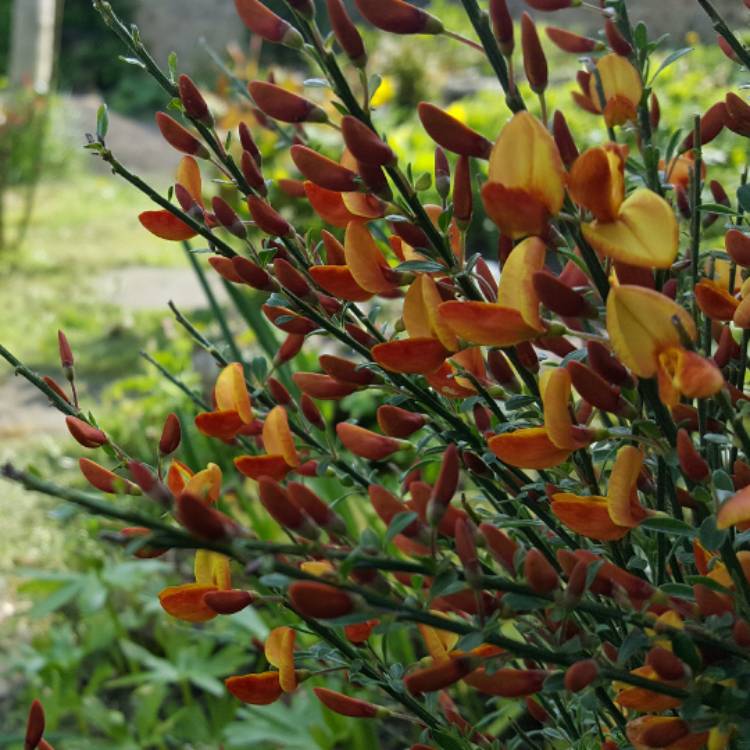 Plant image Cytisus x boskoopii 'Apricot Gem' syn. Cytisus 'Apricot Gem'