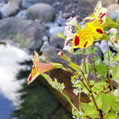 Mimulus