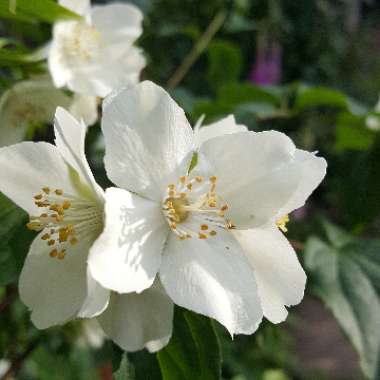 Philadelphus lewisii