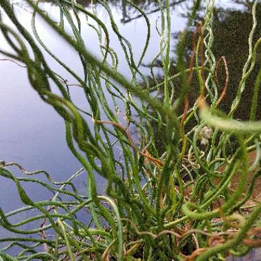 Juncus effusus f. 'Spiralis' syn. Juncus effusus 'Spiralis' dwarf