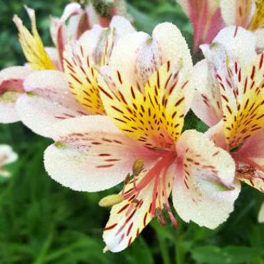 Peruvian Lily 'Casablanca'