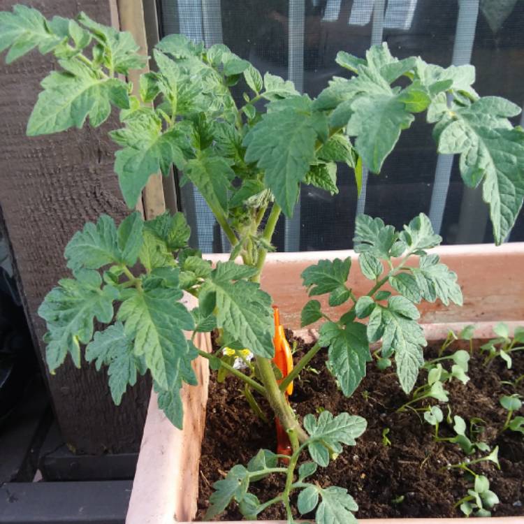 Plant image Solanum Lycopersicum 'Early Girl'