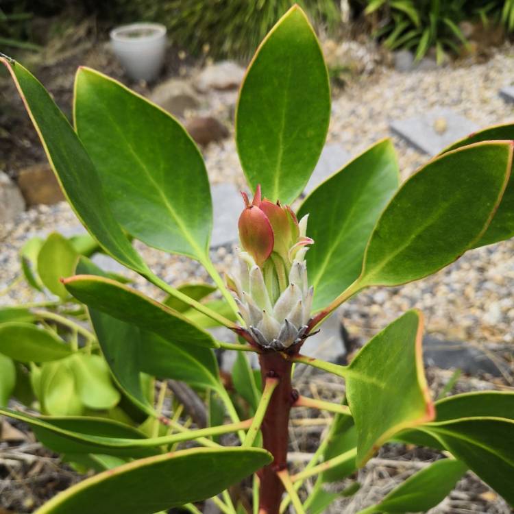 Plant image Protea neriifolia hybrid 'Frosted Fire'