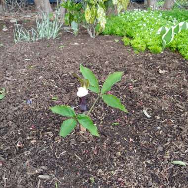 Arisaema triphyllum