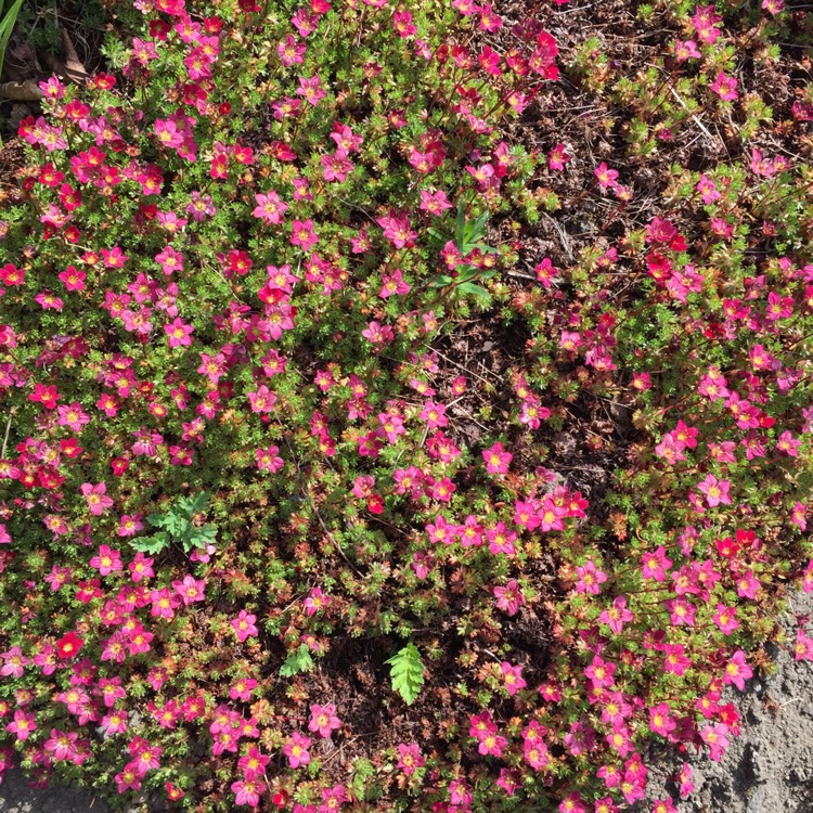 Plant image Saxifraga 'Peter Pan'