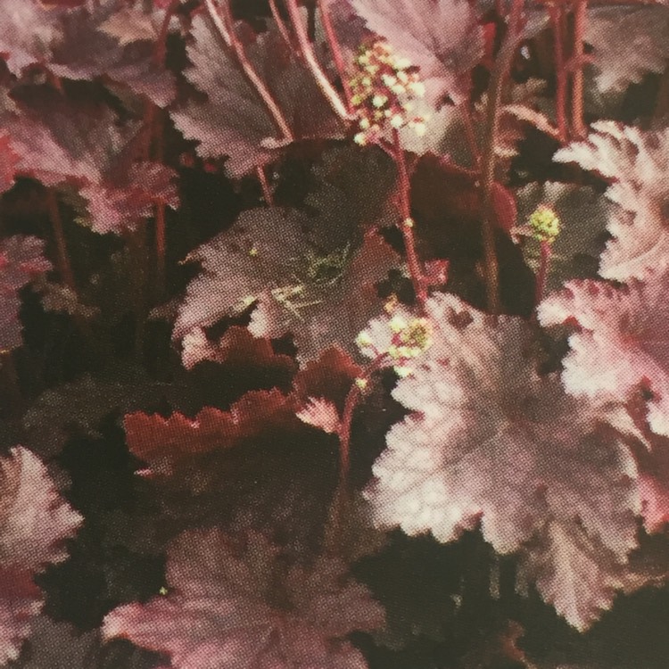 Plant image Heuchera 'Melting Fire'