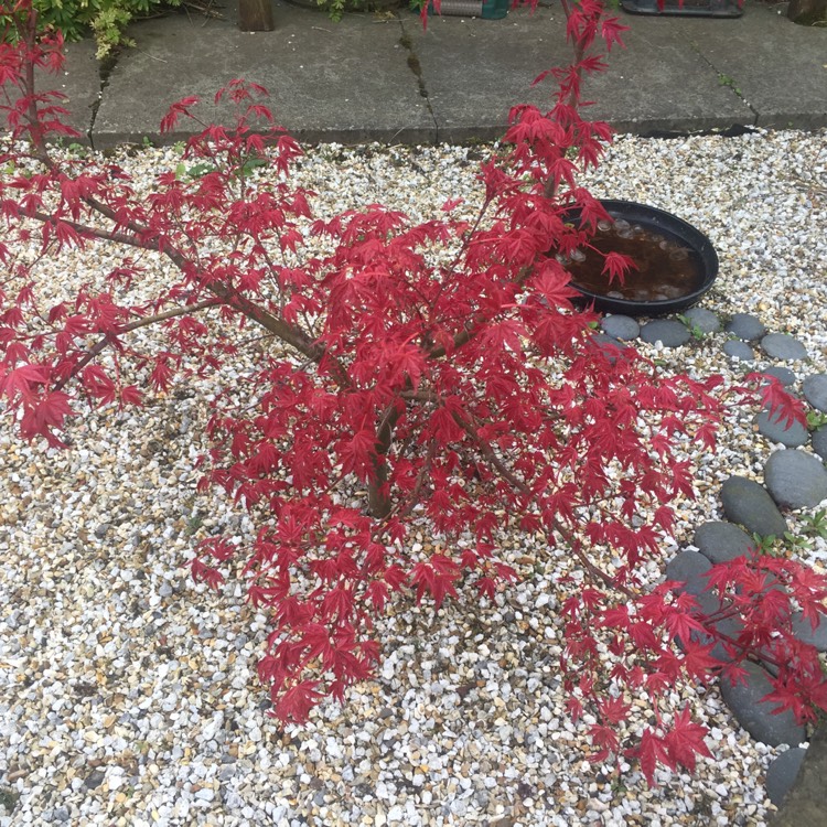 Plant image Acer palmatum 'Shin-deshojo'