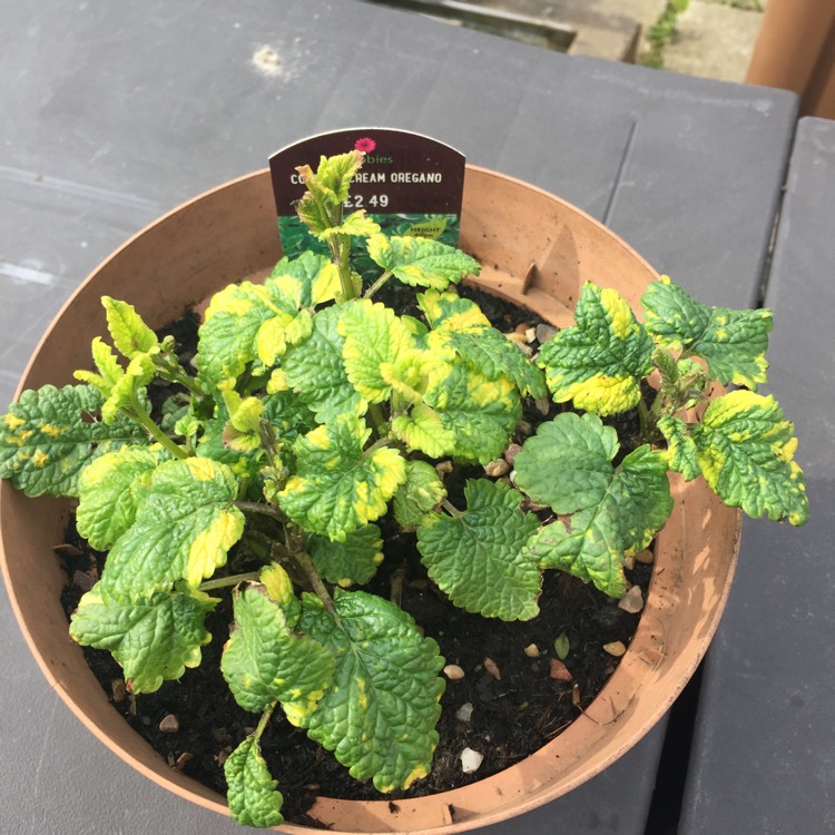 Plant image Origanum vulgare 'Country Cream'