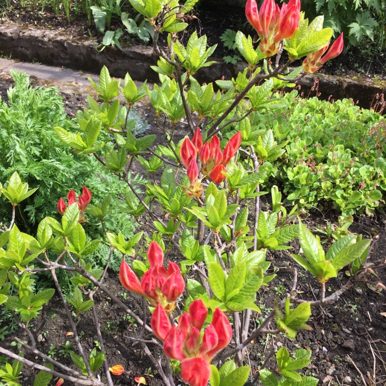 Plant image Rhododendron 'Glowing Embers'