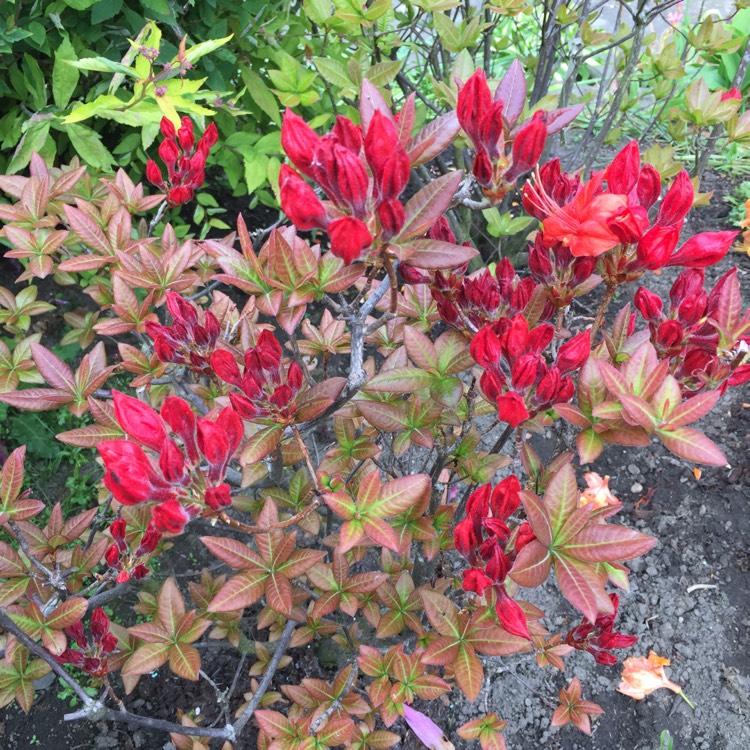 Plant image Rhododendron 'Fireball'