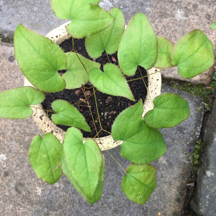 Plant image Epimedium x rubrum