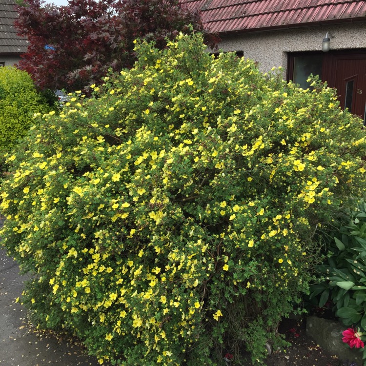 Plant image Potentilla fruticosa