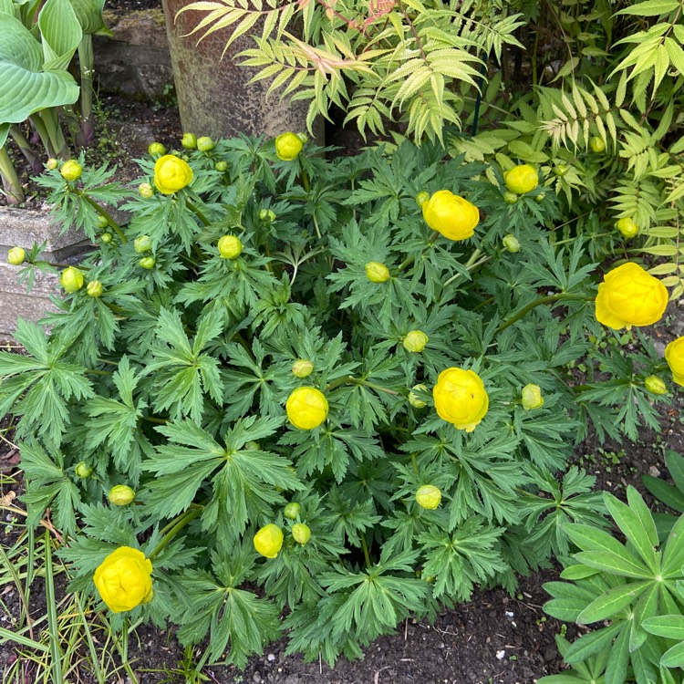 Plant image Trollius