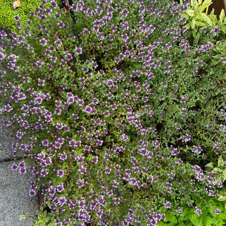 Plant image Thymus Citriodorus 'Prostrate'