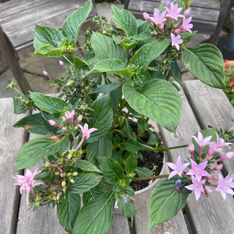 Plant image Pentas lanceolata 'Starcluster Lavender'