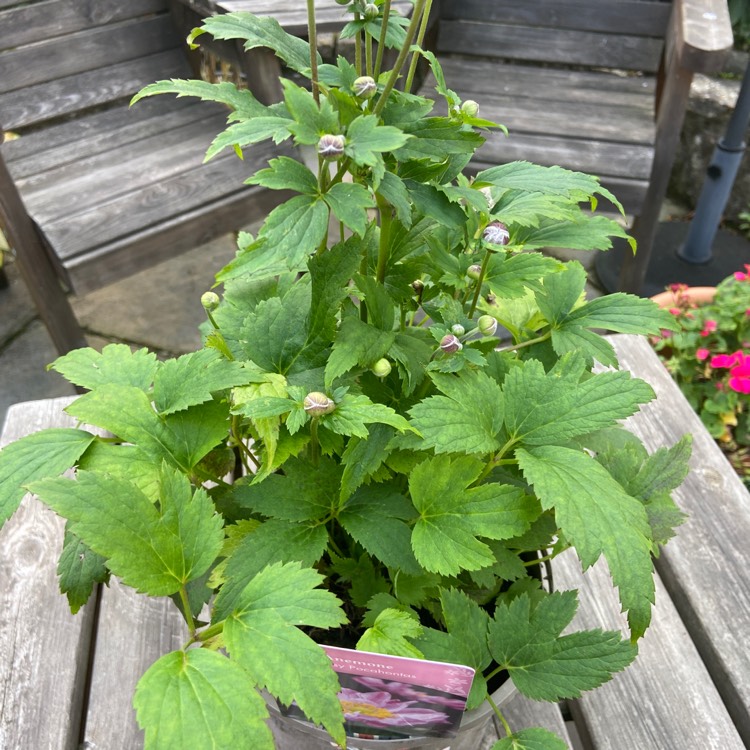 Plant image Anemone x hybrida 'Pocahontas' (Fantasy Series)