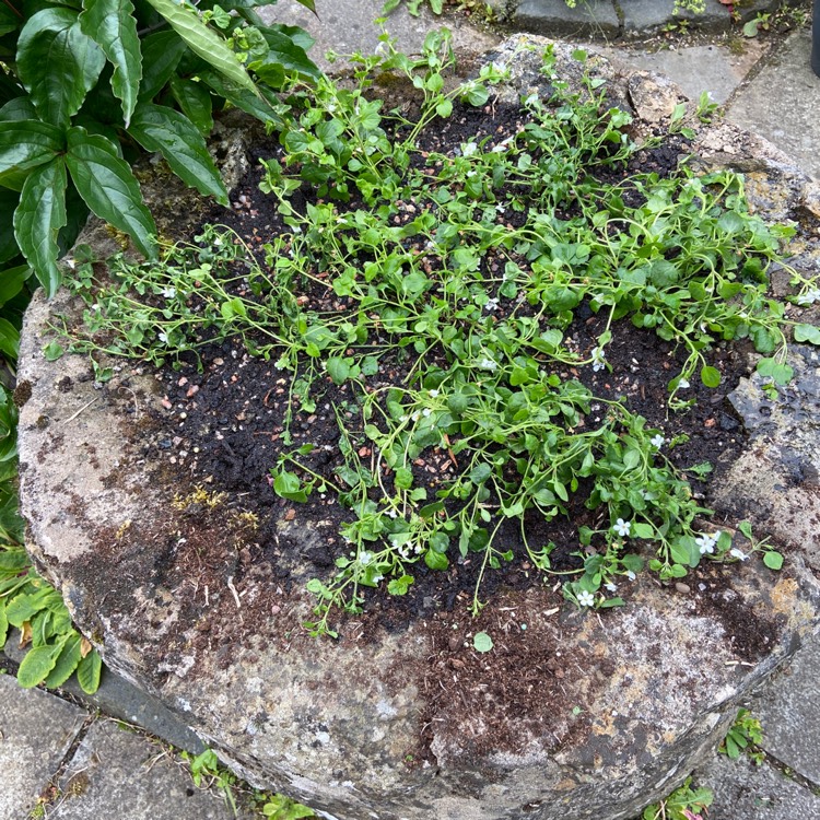 Plant image Sutera cordata 'Snowflake' syn. Bacopa cordata 'Snowflake'