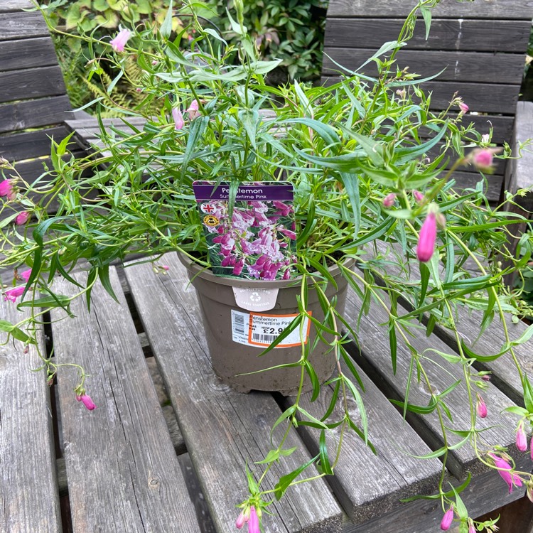 Plant image Penstemon 'Hidcote Pink'