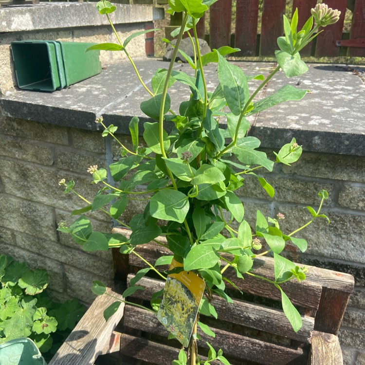 Plant image Lonicera periclymenum 'Scentsation'