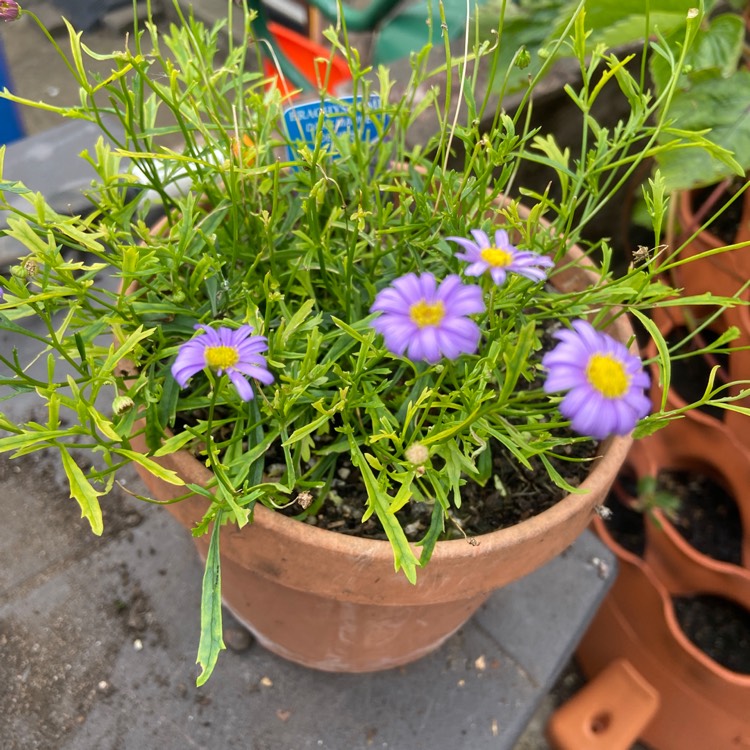 Plant image Brachyscome iberidifolia