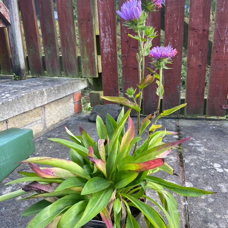 Plant image Stokesia 'Peachie's Pick'