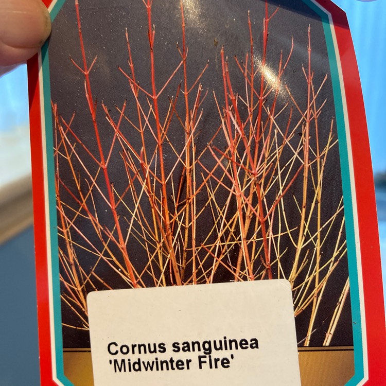 Plant image Cornus sanguinea 'Midwinter Fire'