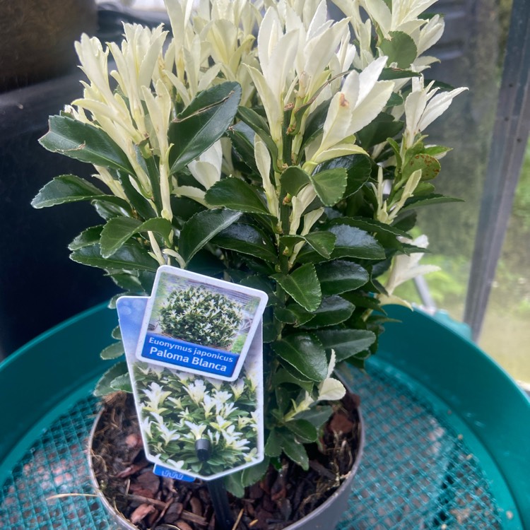 Plant image Euonymus 'Paloma Blanca'