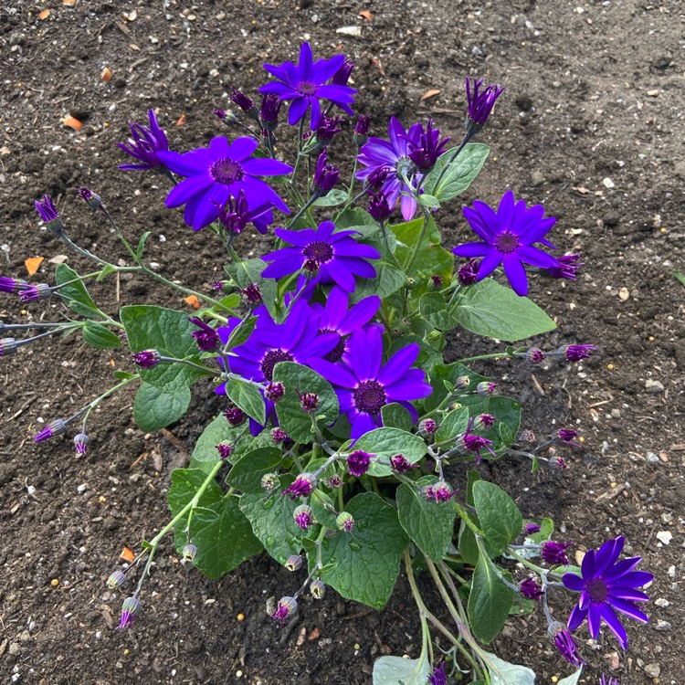 Plant image Pericallis x hybrida 'Sunsenedibu' (Senetti Series) syn. Pericallis 'Senetti Deep Blue'