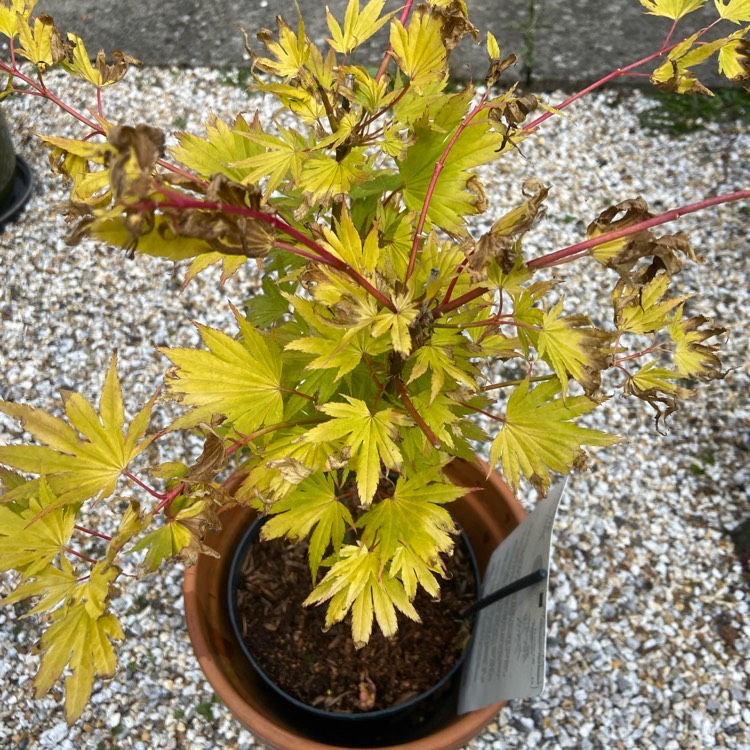 Plant image Acer shirasawanum 'Jordan'