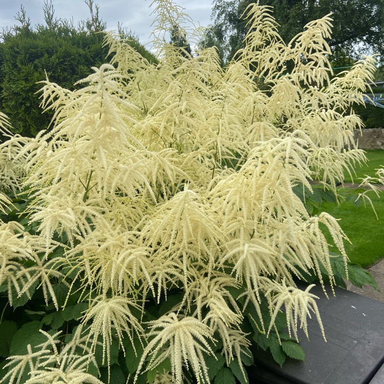 Plant image Aruncus dioicus