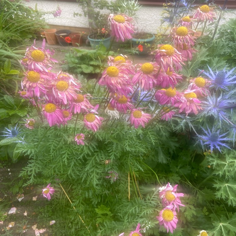 Plant image Tanacetum coccineum syn. Chrysanthemum coccineum