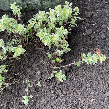 Lemon Balm 'Aurea'