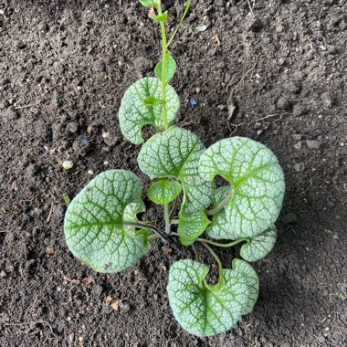 Siberian Bugloss 'Silver Heart'