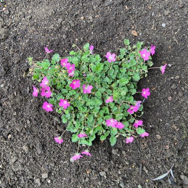 Storksbill 'Bishop's Form'