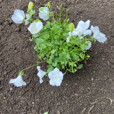 Campanula 'Pearl White'