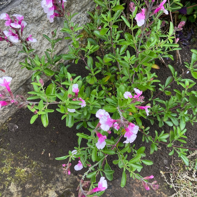 Plant image Salvia x sylvestris 'Pink Dawn'