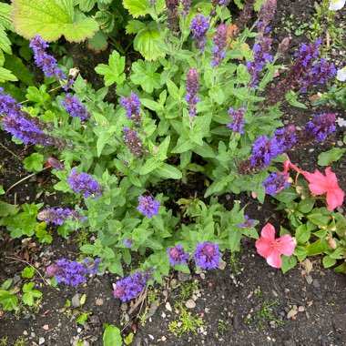 Balkan Clary Sage 'Sensation Blue'