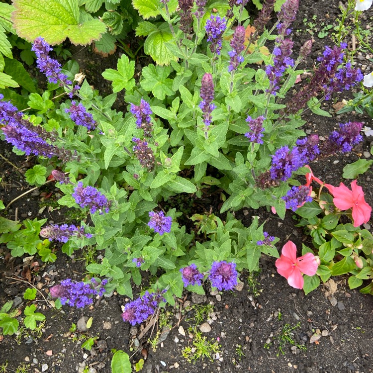 Plant image Salvia nemorosa 'Florsalvioblu' (Sensation Series) syn. Salvia nemorosa 'Sensation Blue'