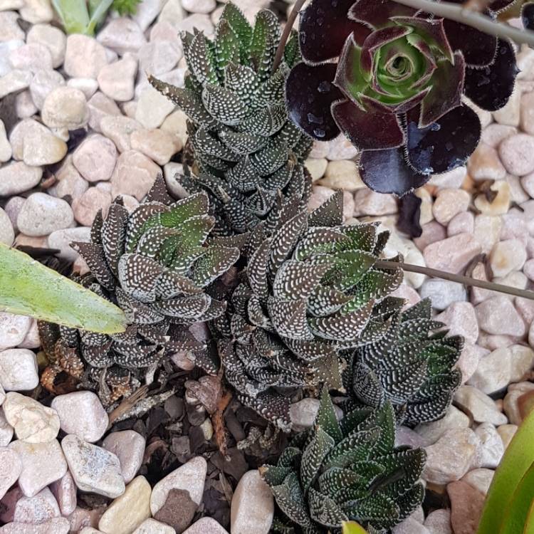 Plant image Haworthia Reinwardtii