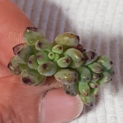 Plant image Graptopetalum Pachyphyllum