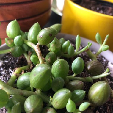 Curio Herreanus syn. Senecio Herreanus