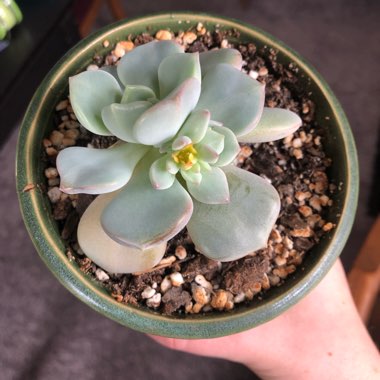 xGraptoveria A Grim One